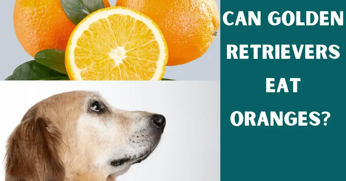 can golden retrievers eat oranges