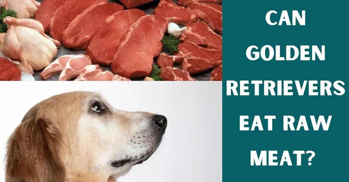 can golden retrievers eat raw meat