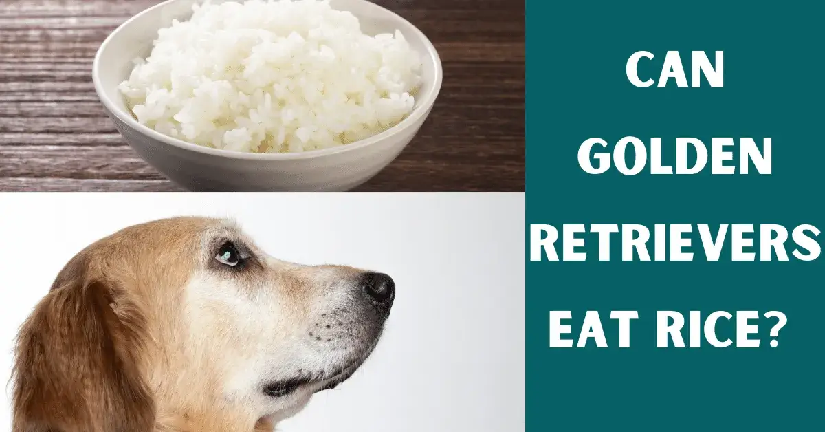 can golden retrievers eat rice