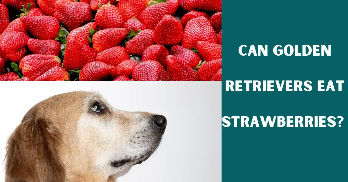 can golden retrievers eat strawberries