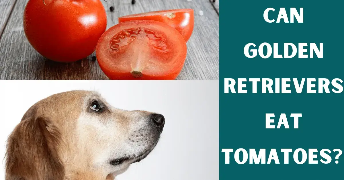 can golden retrievers eat tomatoes