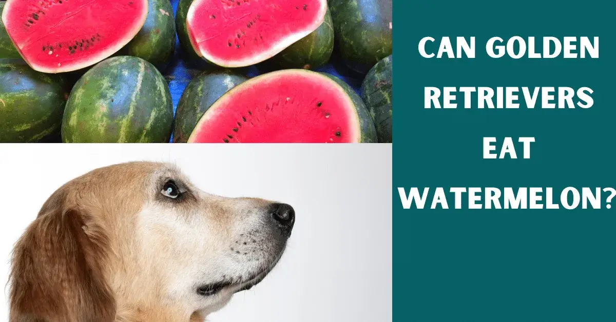 can golden retrievers eat watermelons