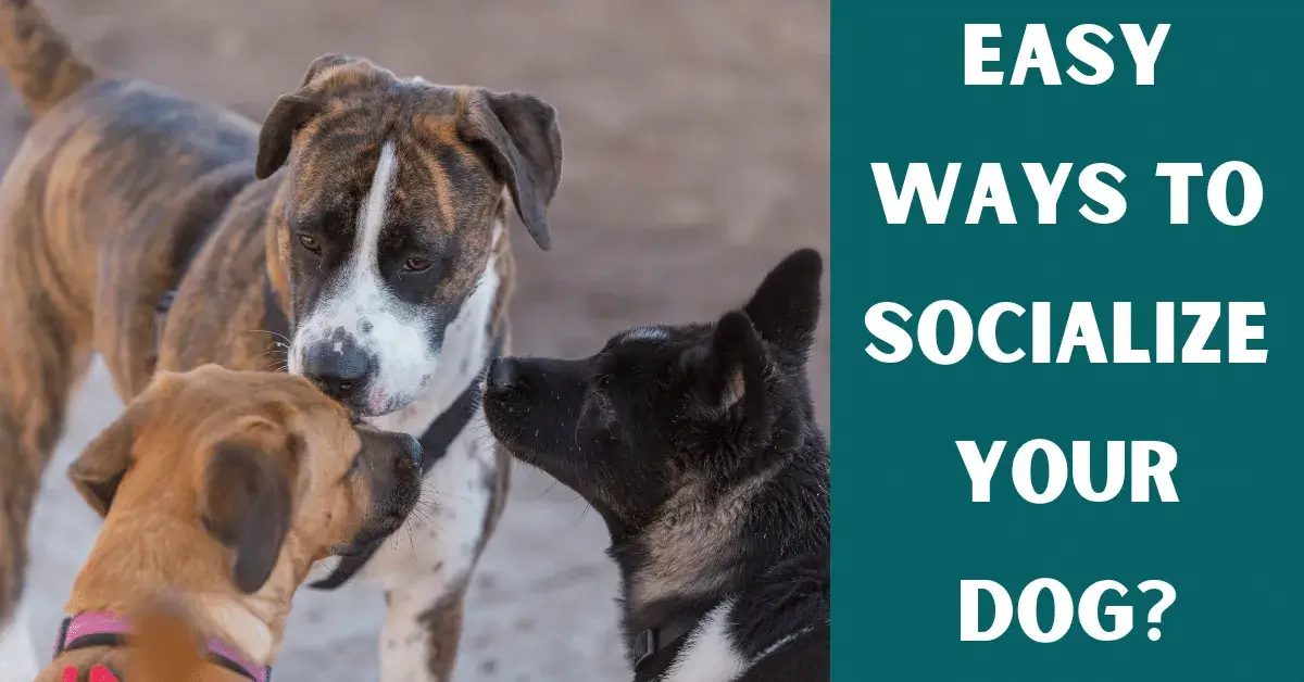 Simple Ways To Socialize Your Dog - Vet Advises