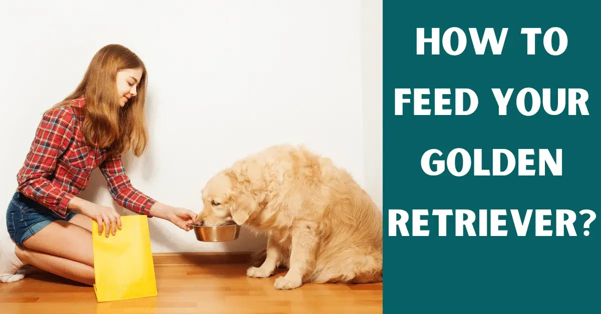 feeding golden retrievers