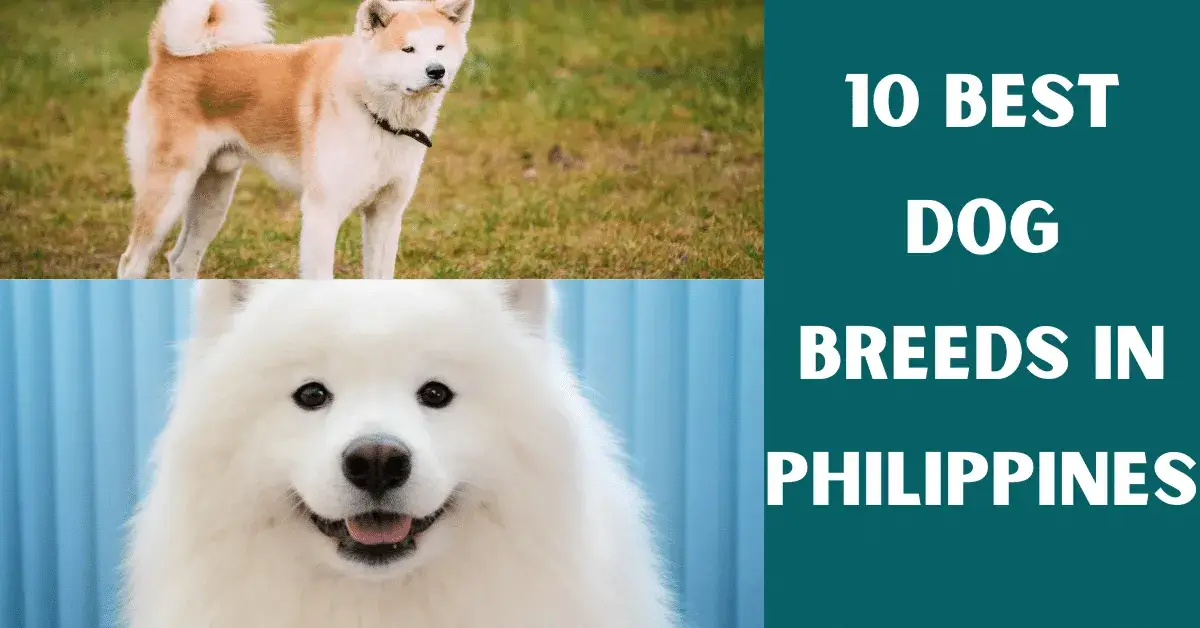 dog breeds philippines