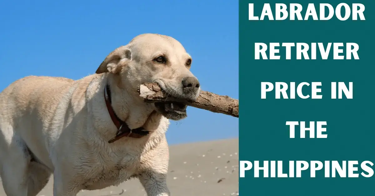 labrador retriever price philippines