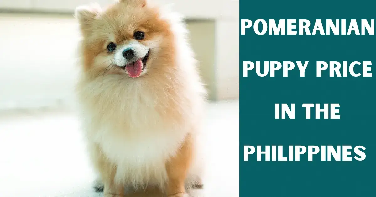 pomeranian puppy price philippines