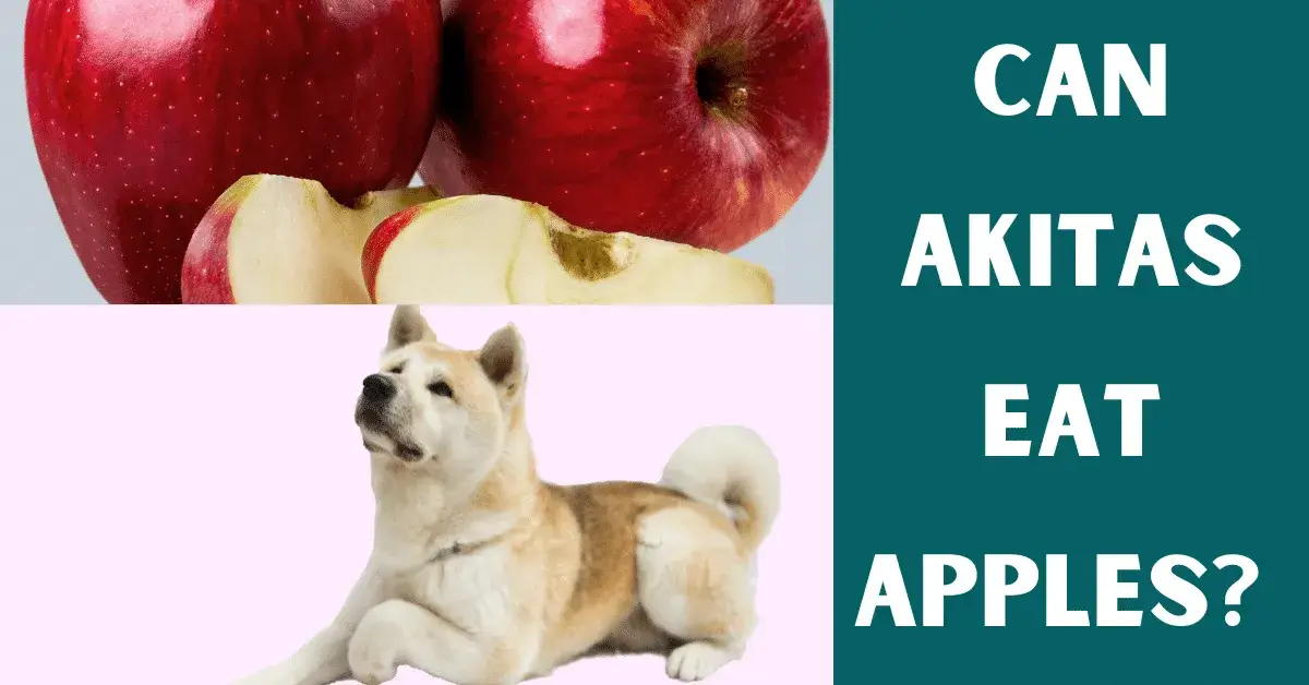 can akitas eat apples