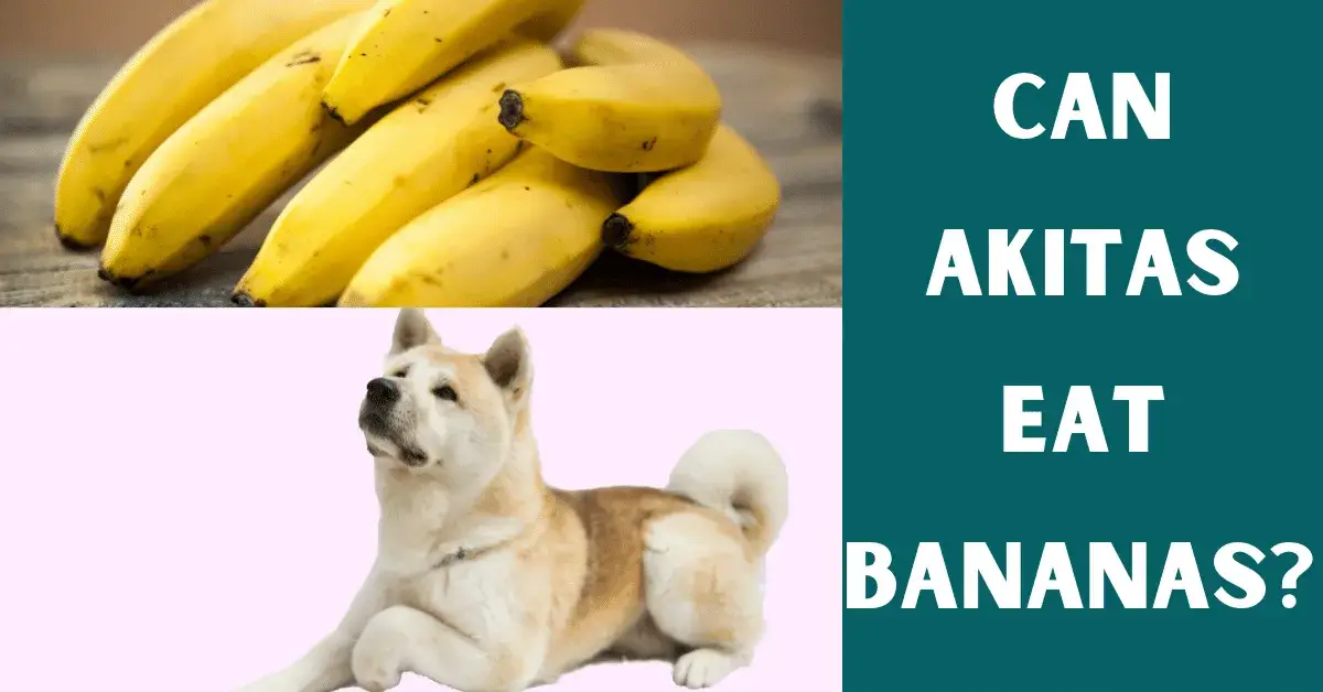 can akitas eat bananas