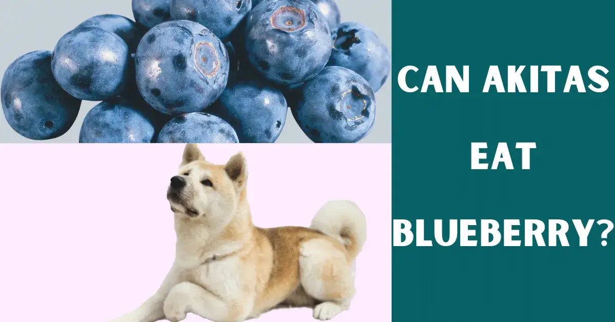 can akitas eat blueberries