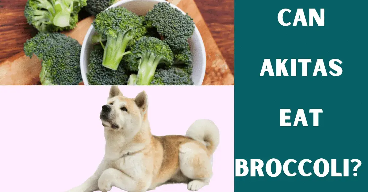 can akitas eat broccoli