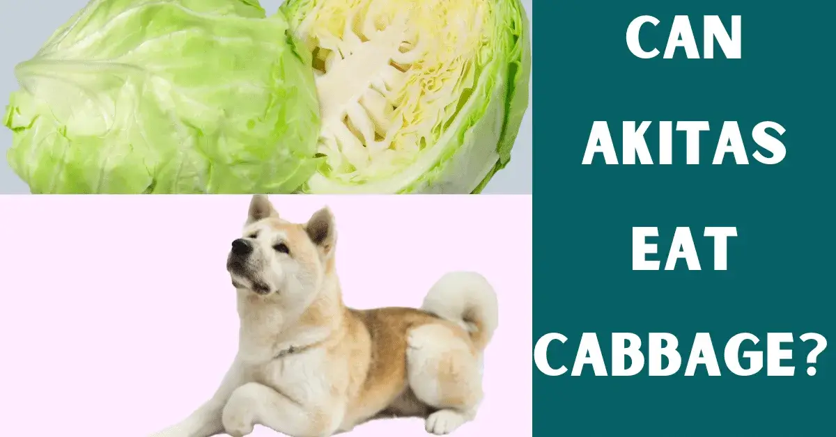 can akitas eat cabbage