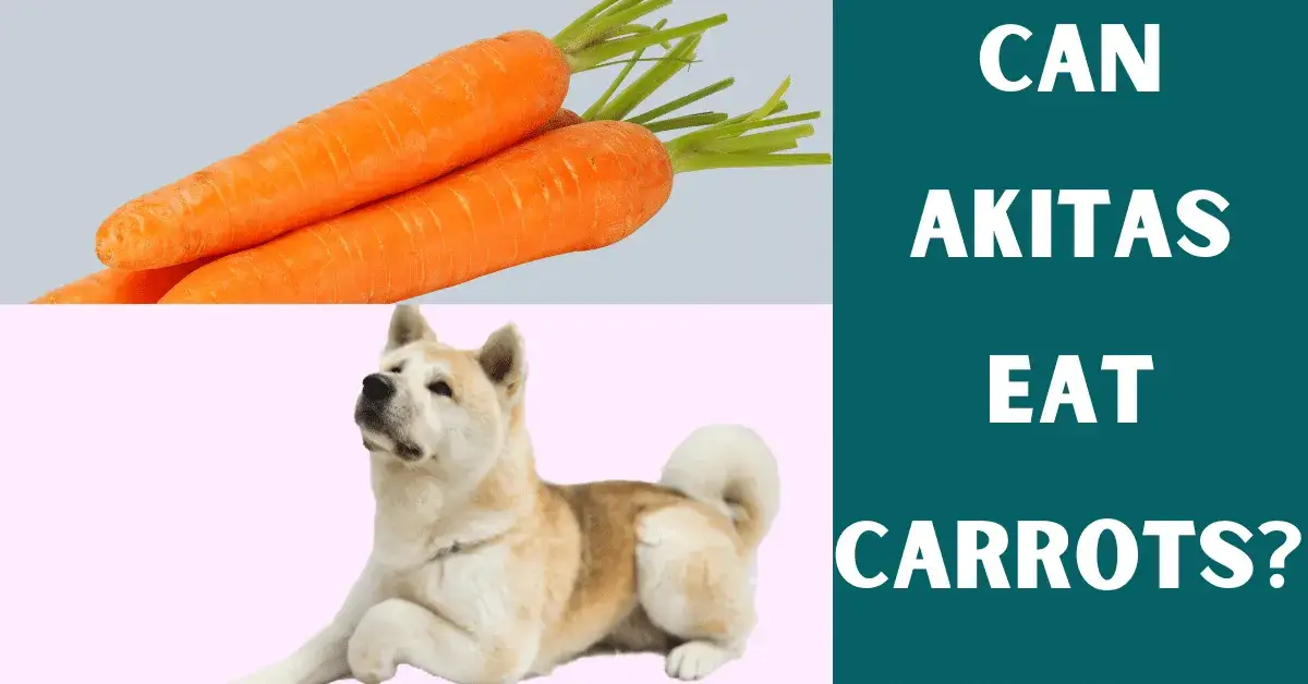 can akitas eat carrots