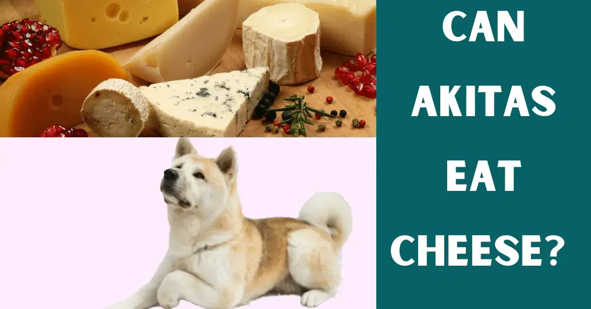 can akitas eat cheese