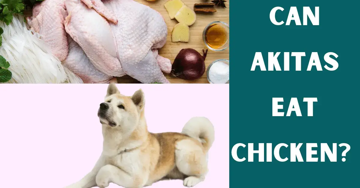 can akitas eat chicken