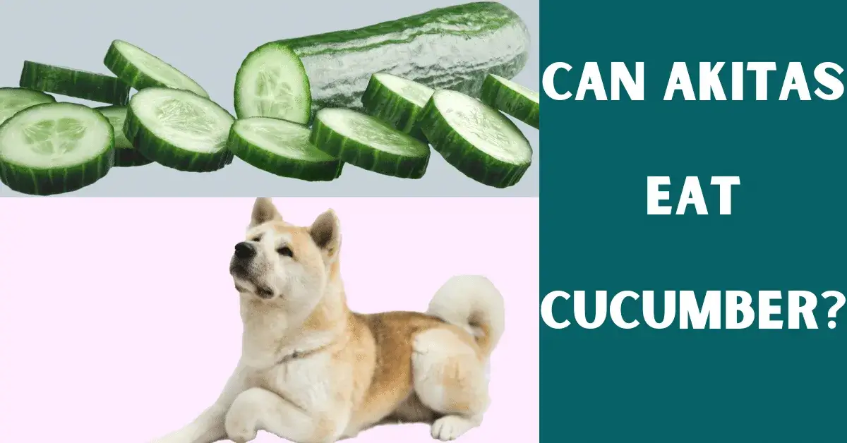 can akitas eat cucumber