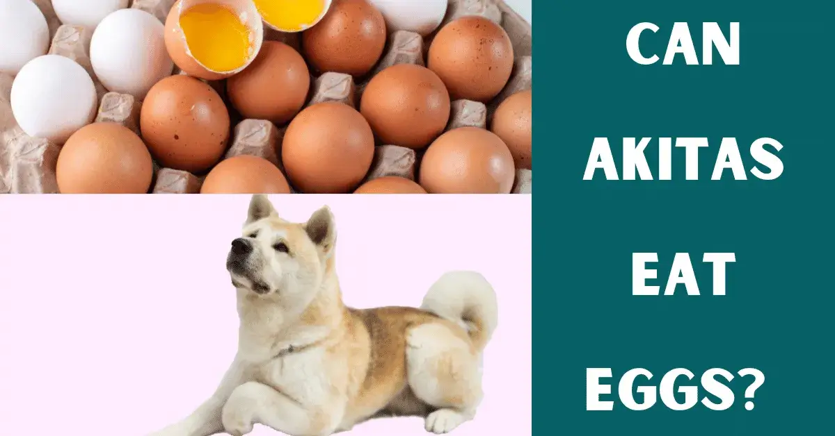 can akitas eat eggs