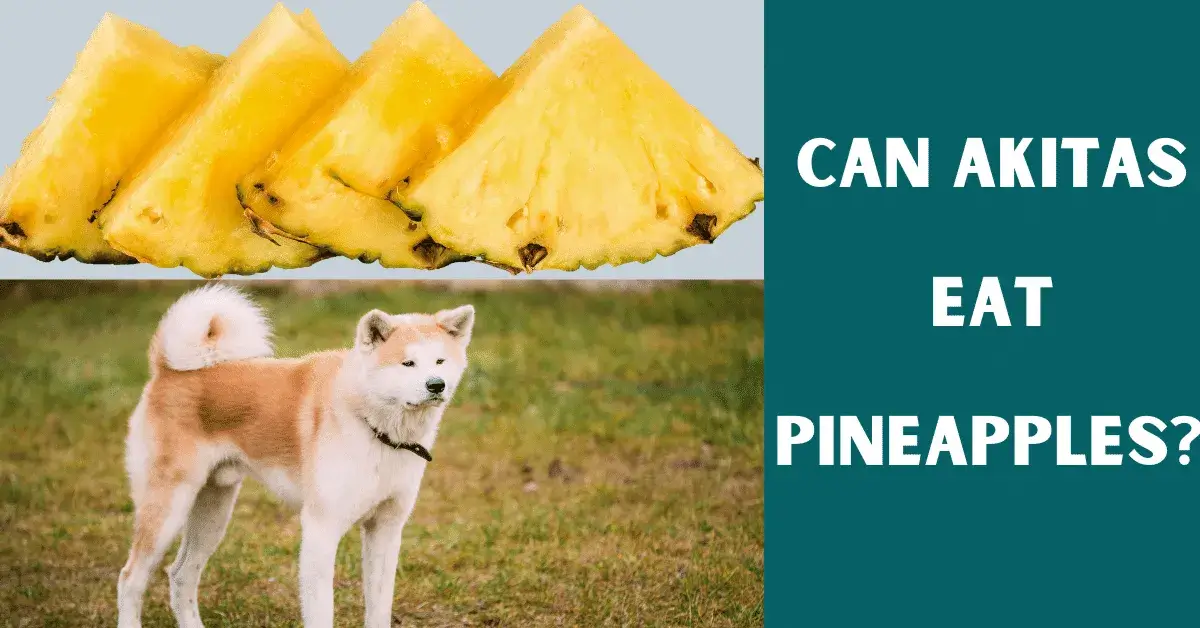 can akitas eat pineapples