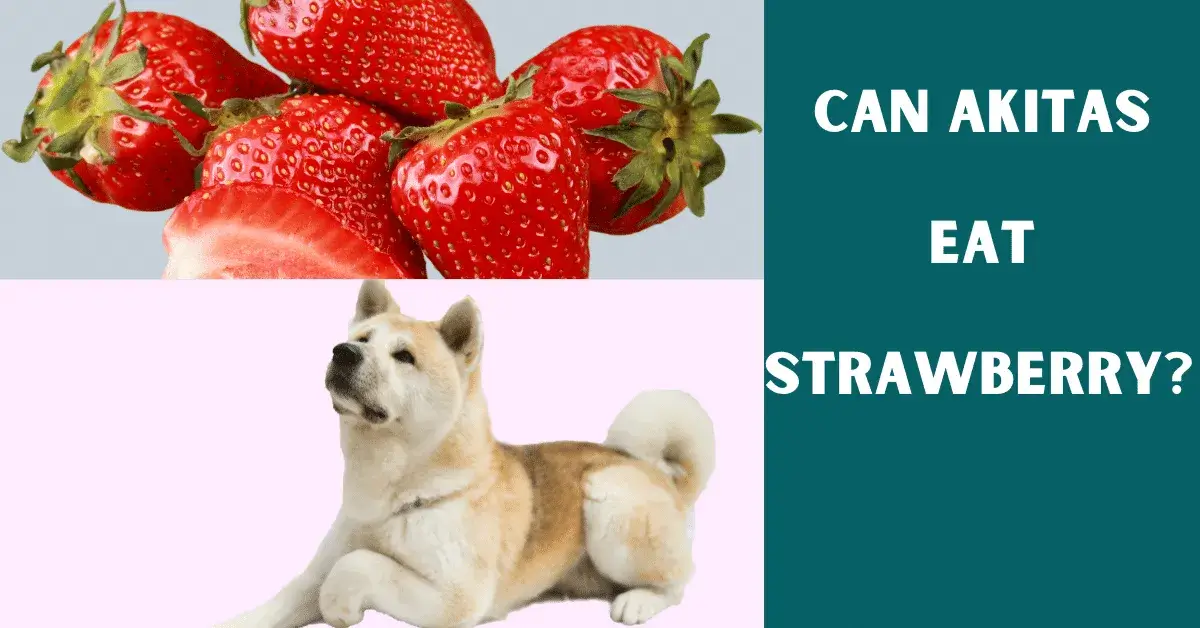 can akitas eat strawberry