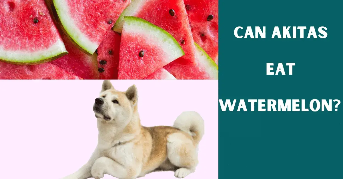 can akitas eat watermelon