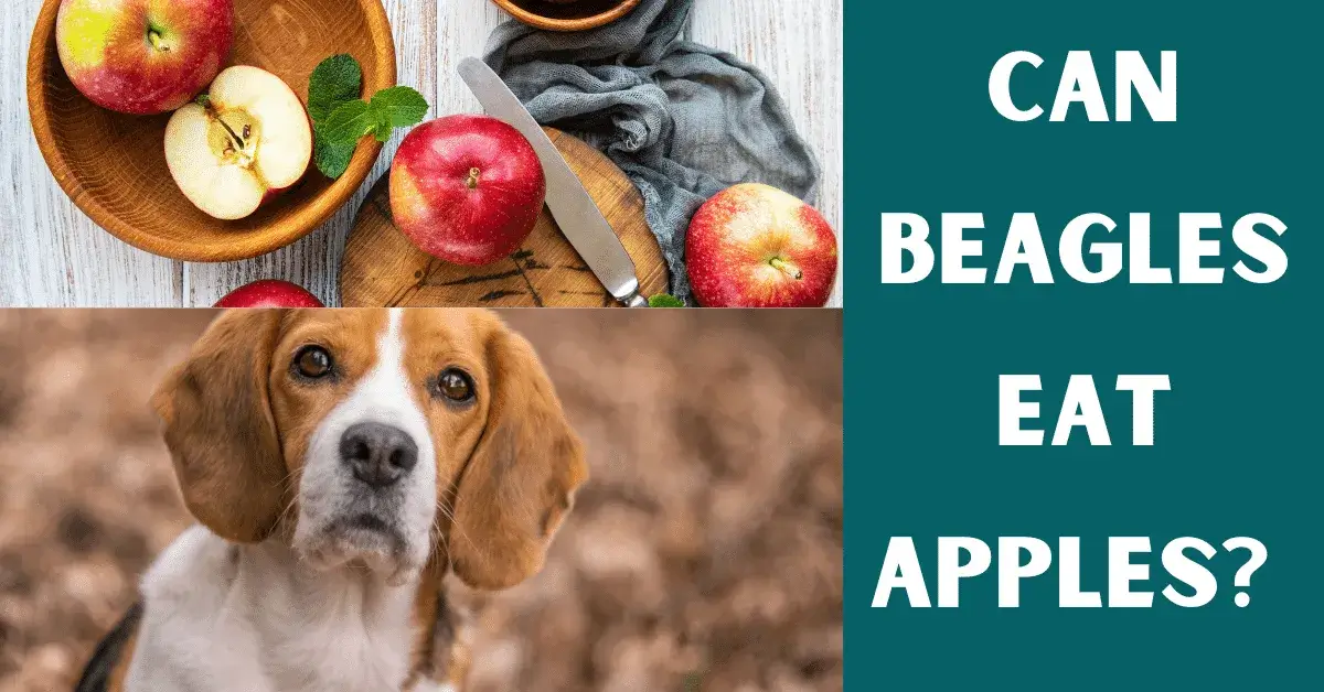 can beagles eat apples