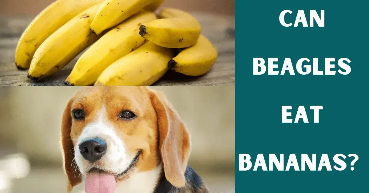 can beagles eat bananas