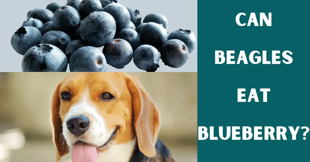 can beagles eat blueberry