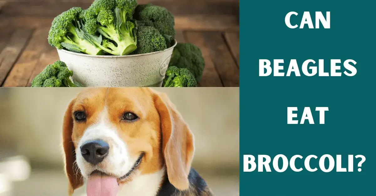 can beagles eat broccoli