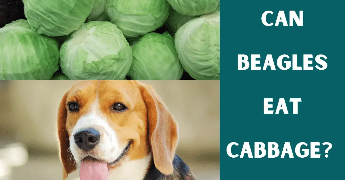 can beagles eat cabbage