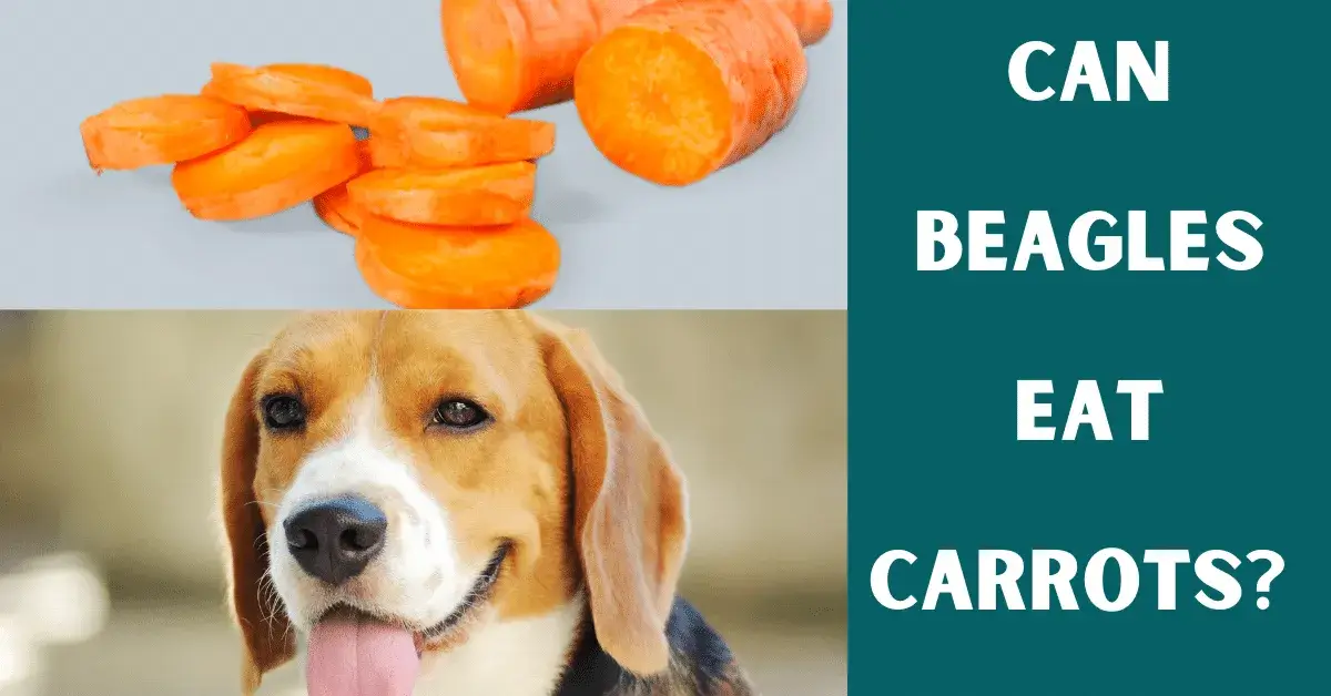 can beagles eat carrots