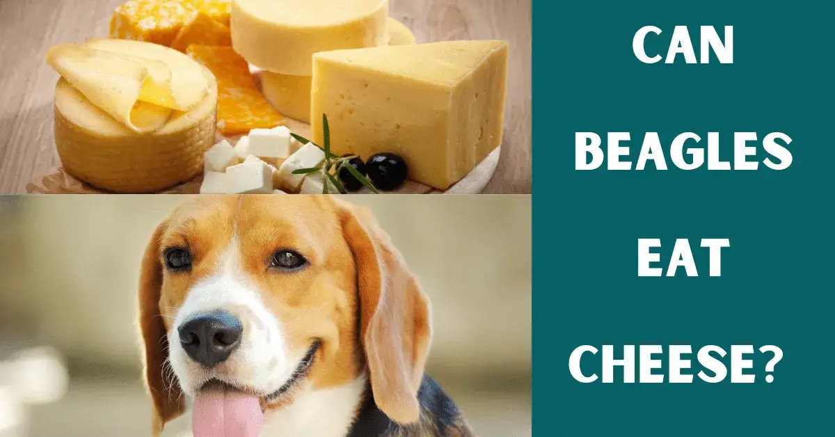 can beagles eat cheese