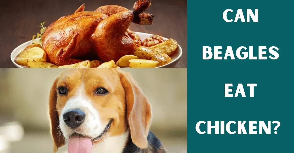 can beagles eat chicken