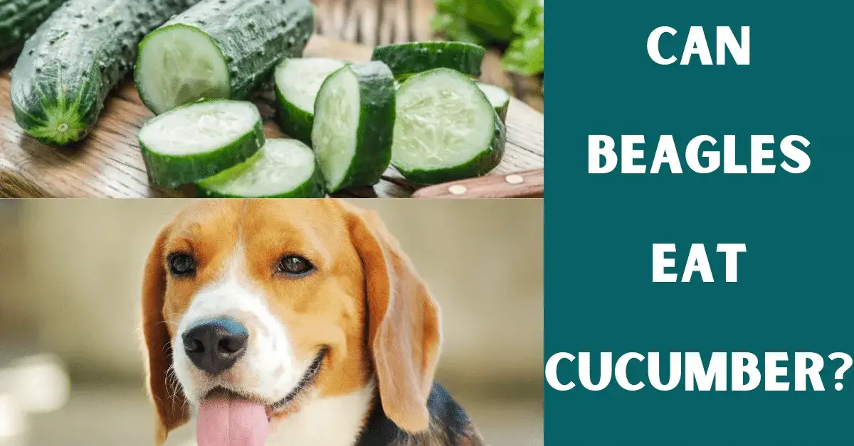 can beagles eat cucumbe