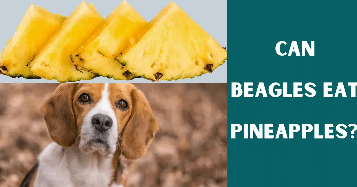 can beagles eat pineapples