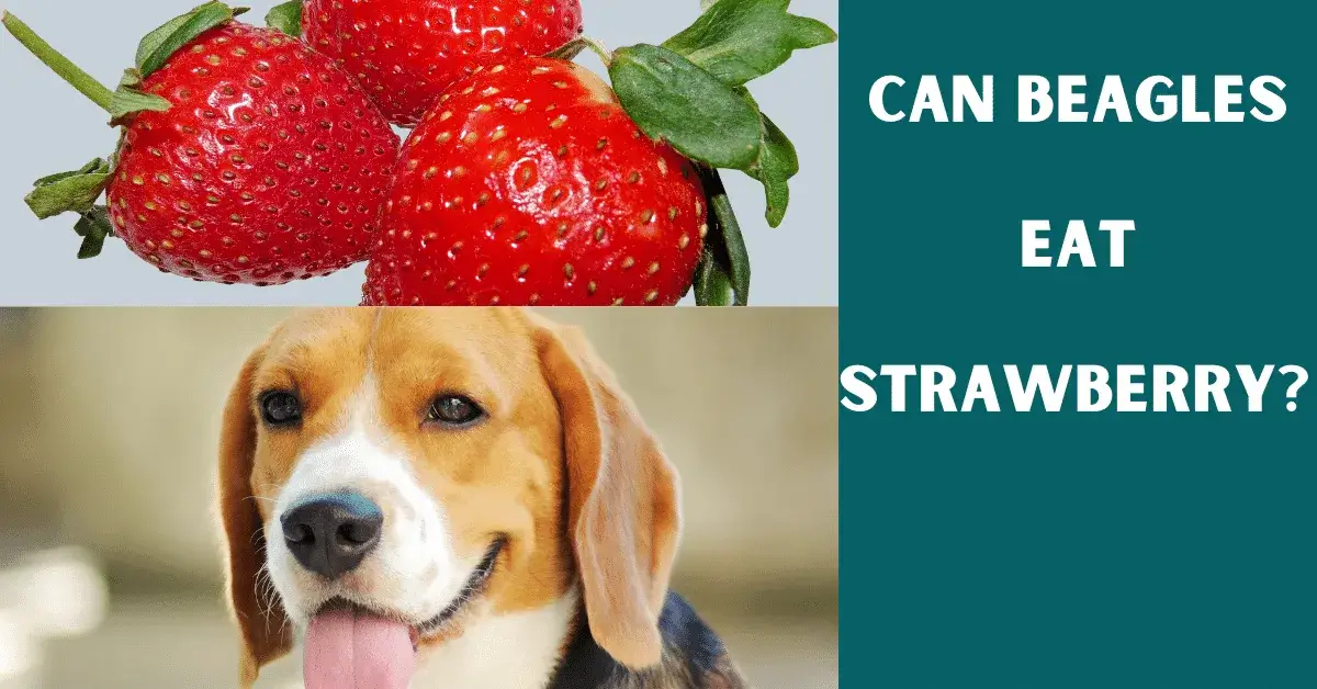 can beagles eat strawberry