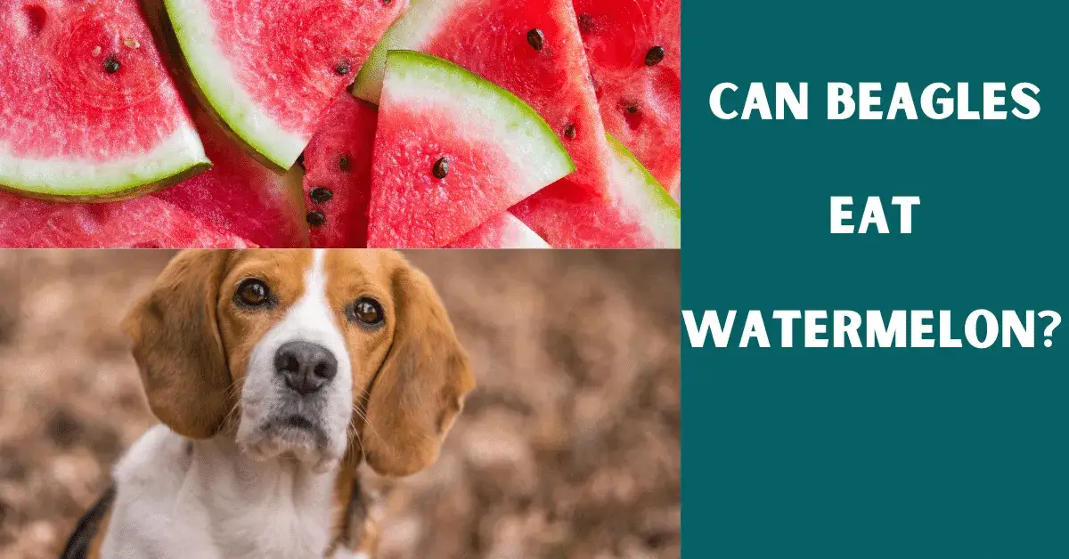 can beagles eat watermelon