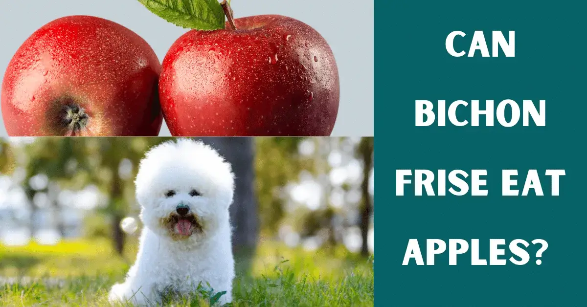 can bichon frise eat apples