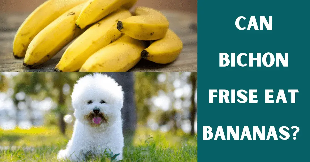 can bichon frise eat bananas