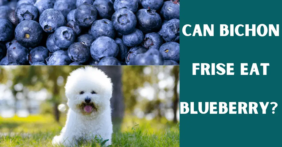 can bichon frise eat blueberry