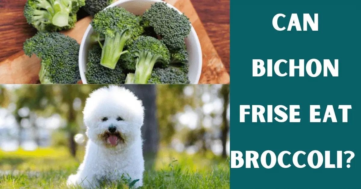 can bichon frise eat broccoli