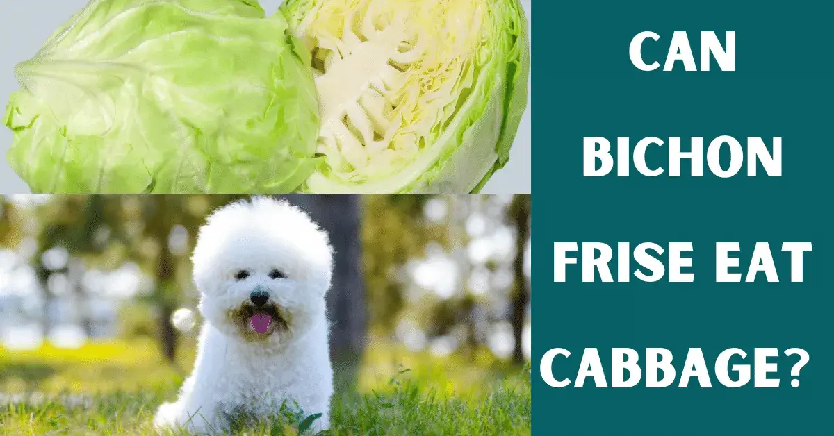 can bichon frise eat cabbage