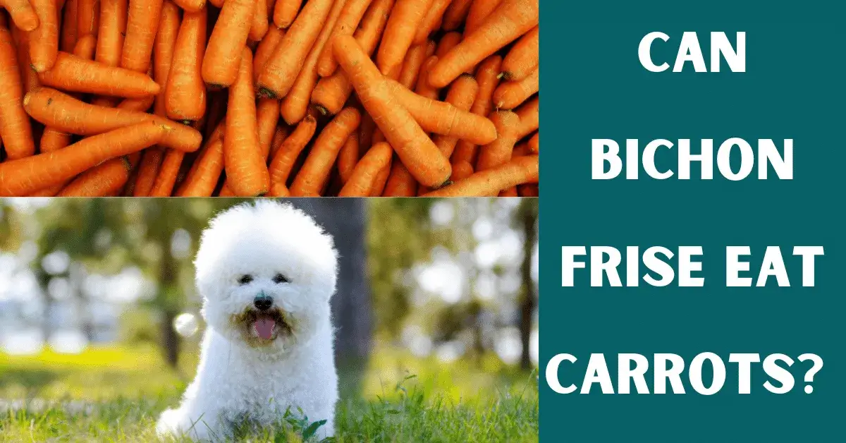 can bichon frise eat carrots