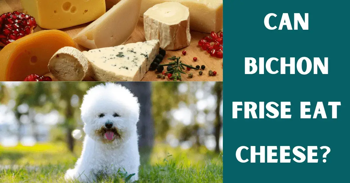 can bichon frise eat cheese