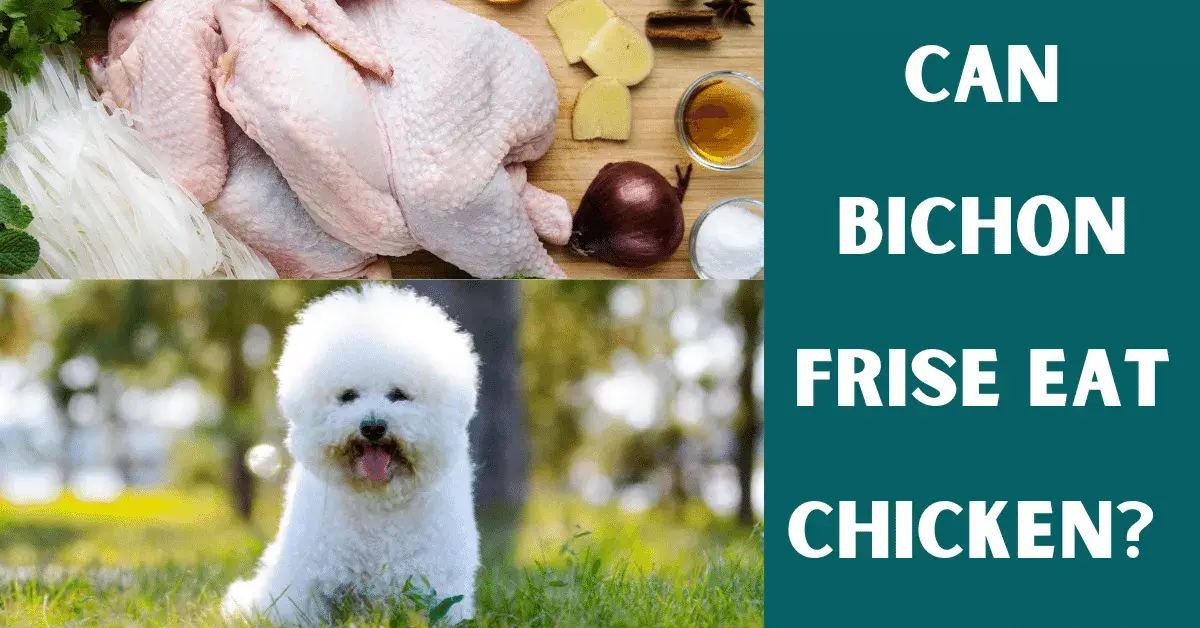 can bichon frise eat chicken