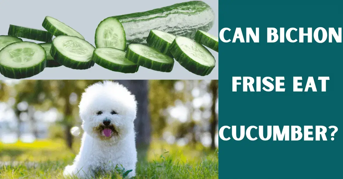 can bichon frise eat cucumber