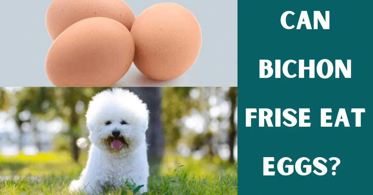 can bichon frise eat eggs