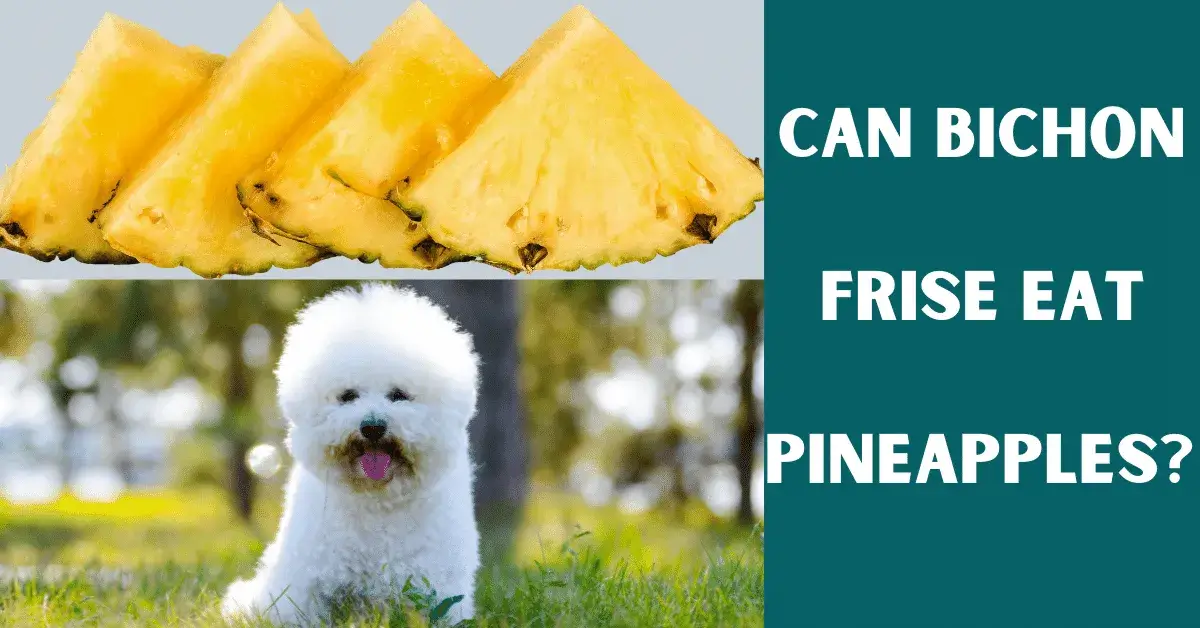 can bichon frise eat pineapples