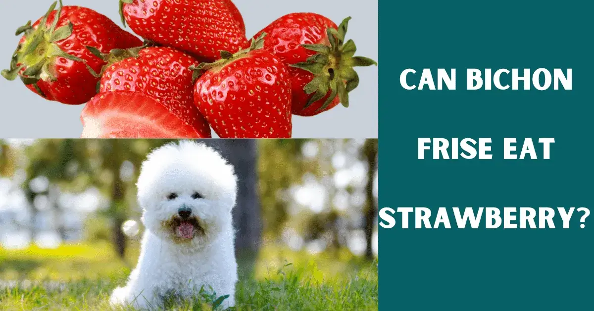 can bichon frise eat strawberry