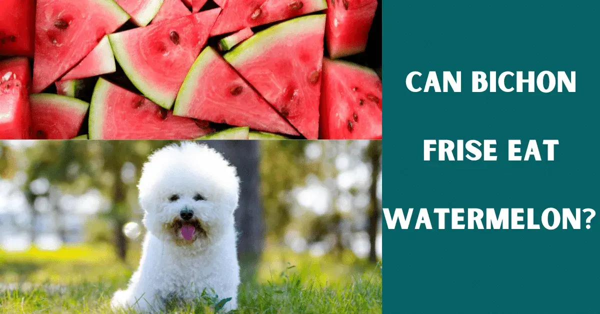 can bichon frise eat watermelon