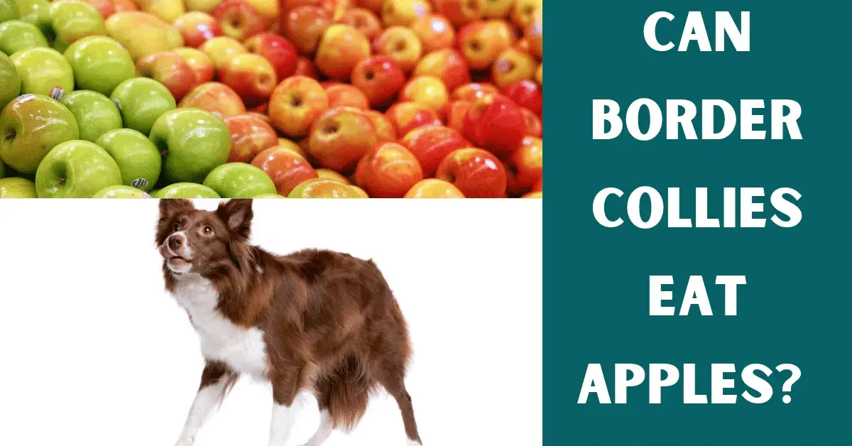 can border collies eat apples